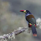 Toucan bleu