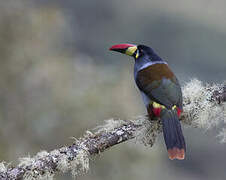 Grey-breasted Mountain Toucan