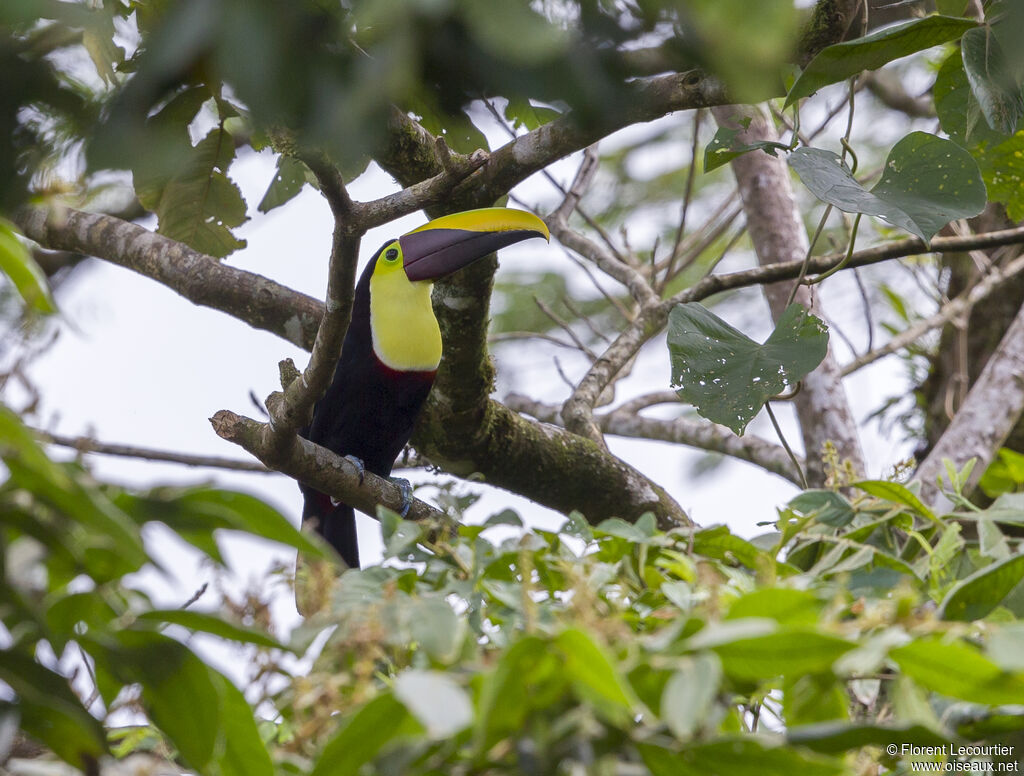 Yellow-throated Toucan (swainsonii)