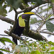 Toucan de Swainson