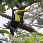 Toucan de Swainson