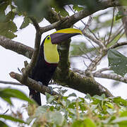 Yellow-throated Toucan (swainsonii)