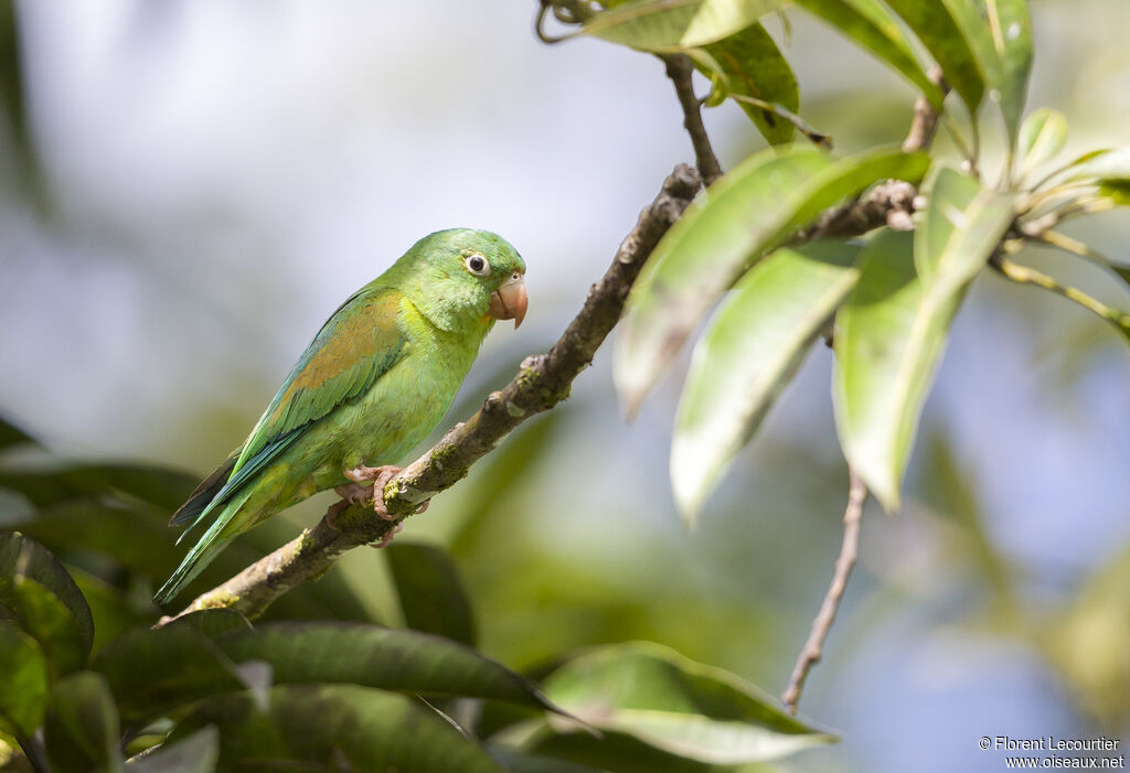 Orange-chinned Parakeet