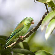 Orange-chinned Parakeet