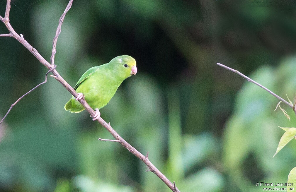 Green-rumped Parrotlet