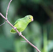 Green-rumped Parrotlet