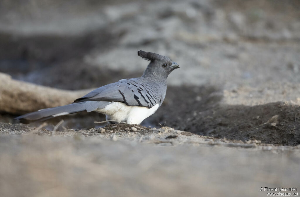 White-bellied Go-away-birdadult