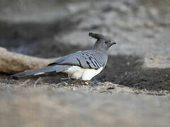 White-bellied Go-away-bird