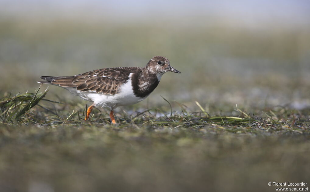 Ruddy Turnstone