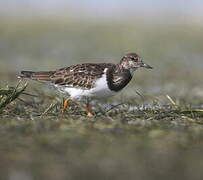 Ruddy Turnstone