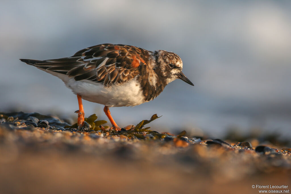 Ruddy Turnstone