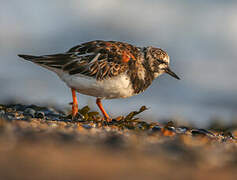 Ruddy Turnstone