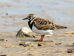 Ruddy Turnstone