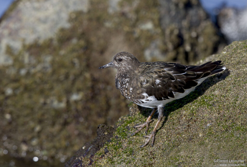 Black Turnstone