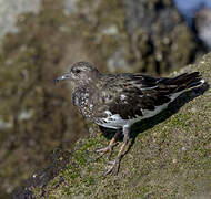 Black Turnstone