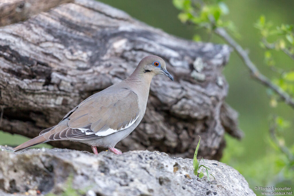 White-winged Dove