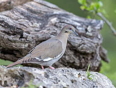 White-winged Dove