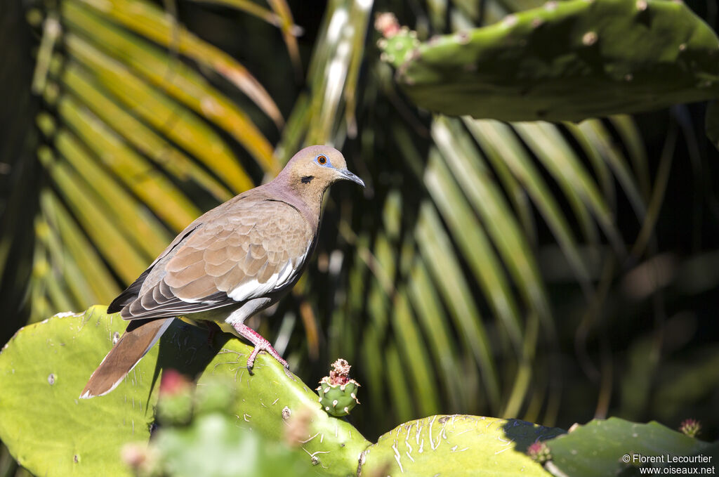 White-winged Dove