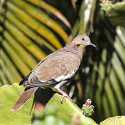 White-winged Dove