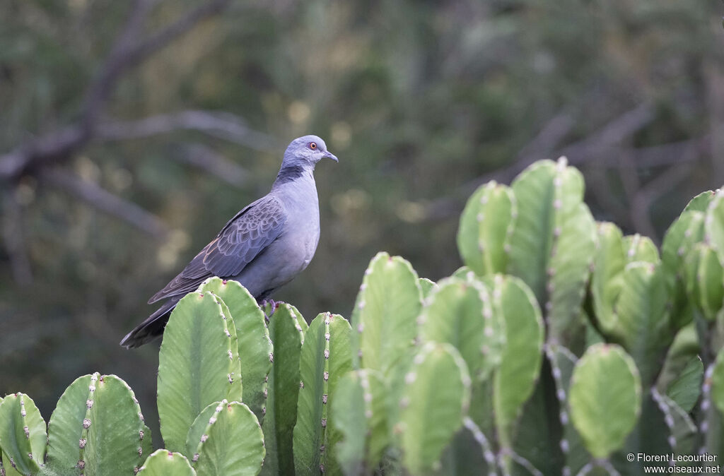 Dusky Turtle Dove