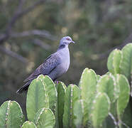 Dusky Turtle Dove