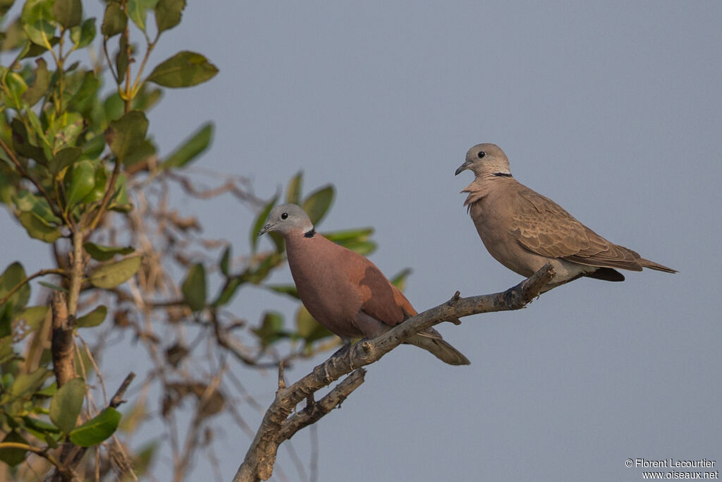 Red Collared Doveadult