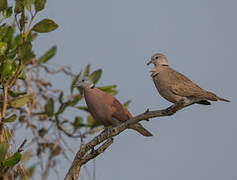 Red Collared Dove