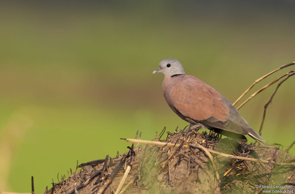 Red Collared Dove male