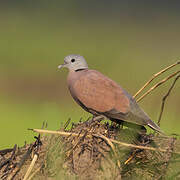 Red Collared Dove