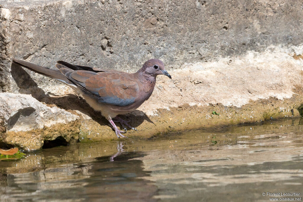 Laughing Dove