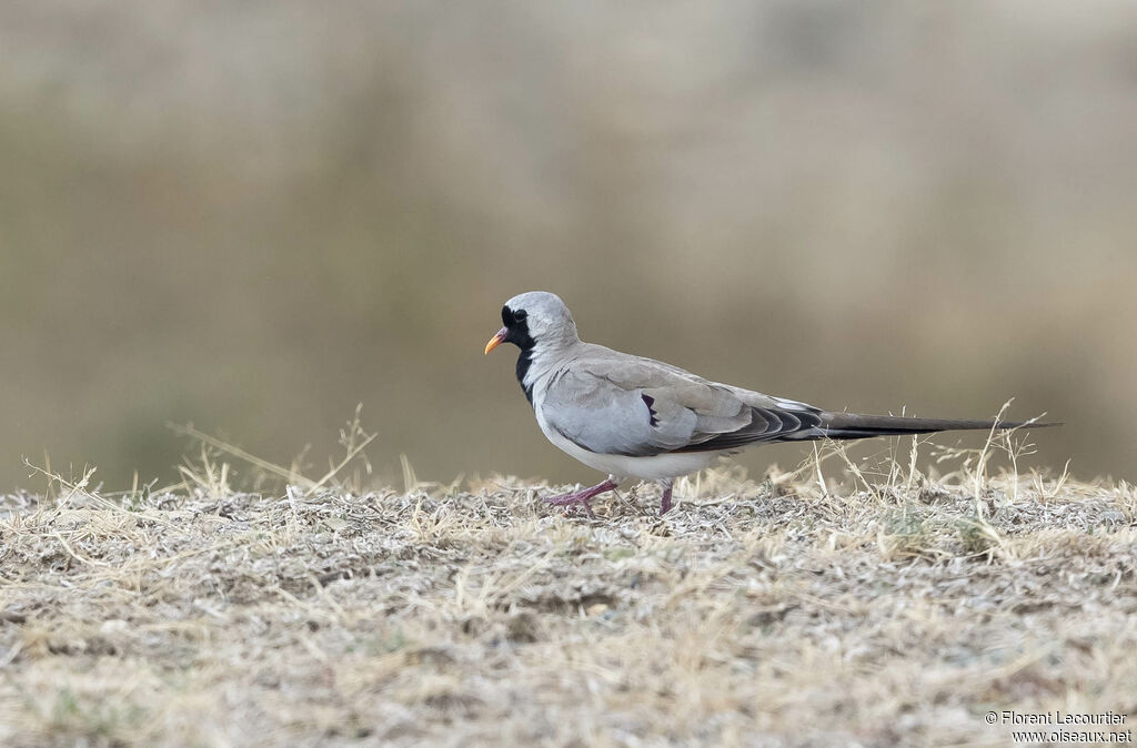 Namaqua Dove male adult