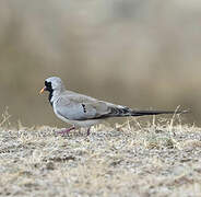 Namaqua Dove