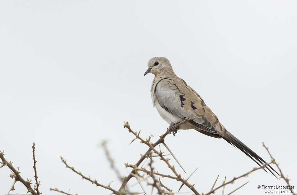 Namaqua Dove female