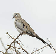 Namaqua Dove