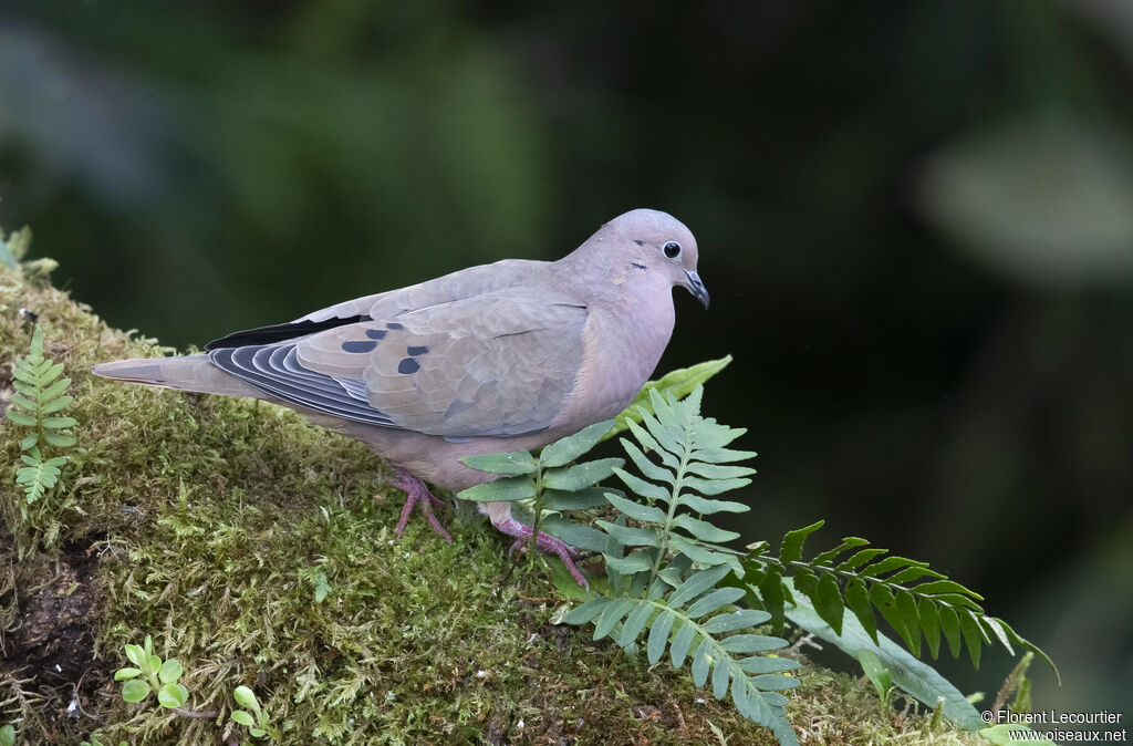 Eared Dove