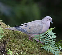 Eared Dove