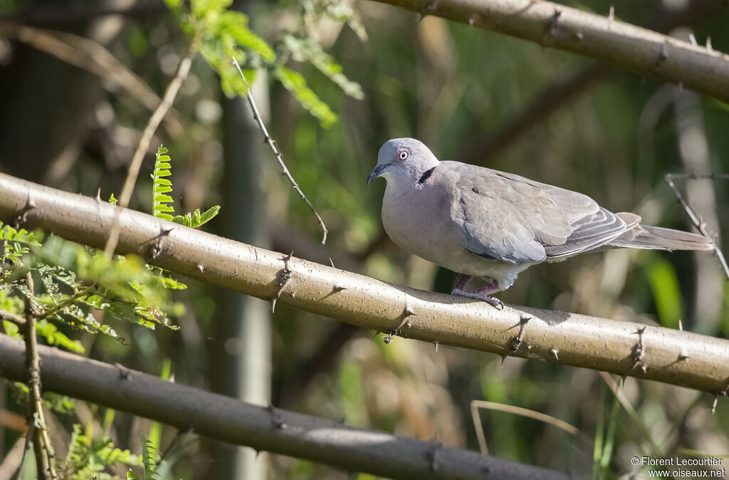 Mourning Collared Dove