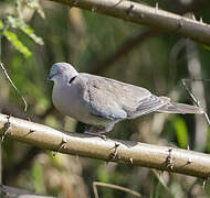 Mourning Collared Dove