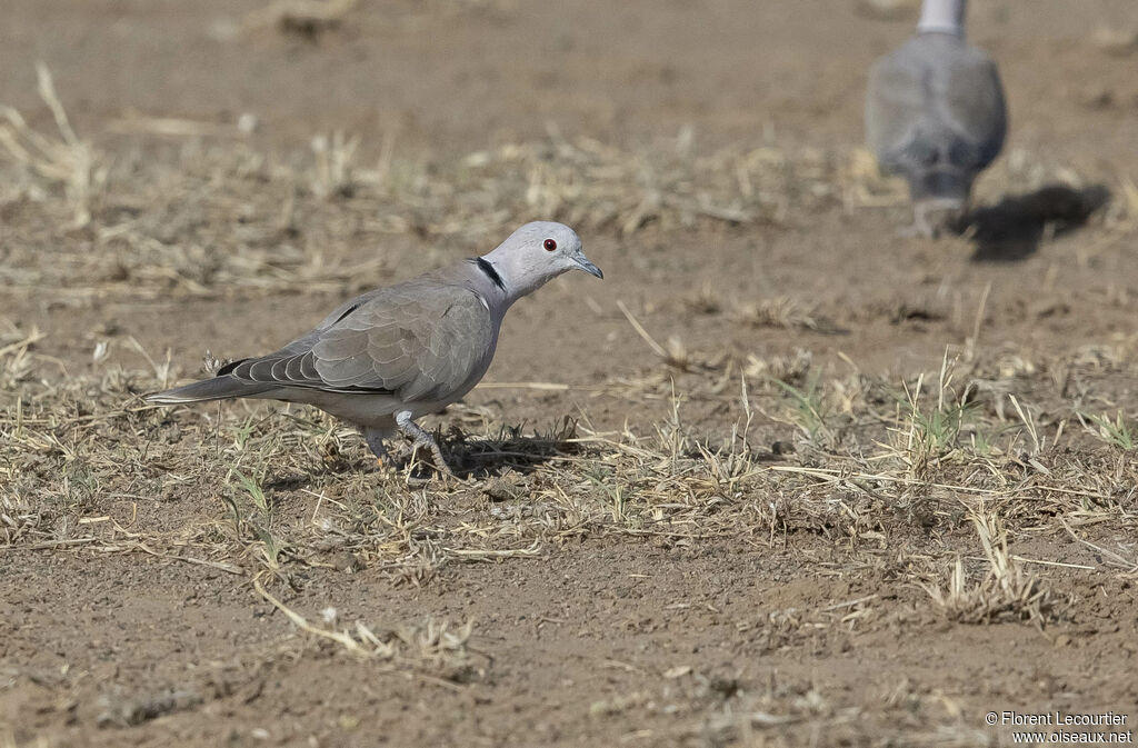 African Collared Dove