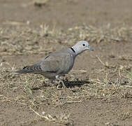 African Collared Dove