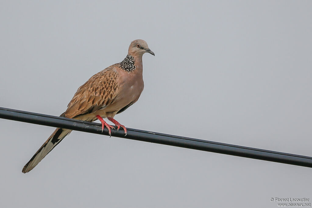 Spotted Dove