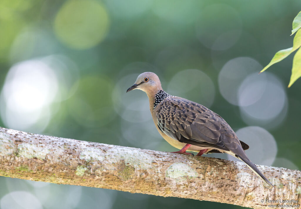 Spotted Dove