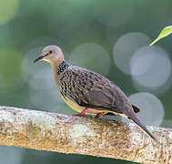 Spotted Dove