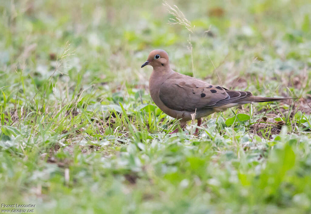 Mourning Doveadult, pigmentation, walking, fishing/hunting