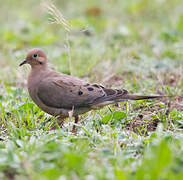 Mourning Dove