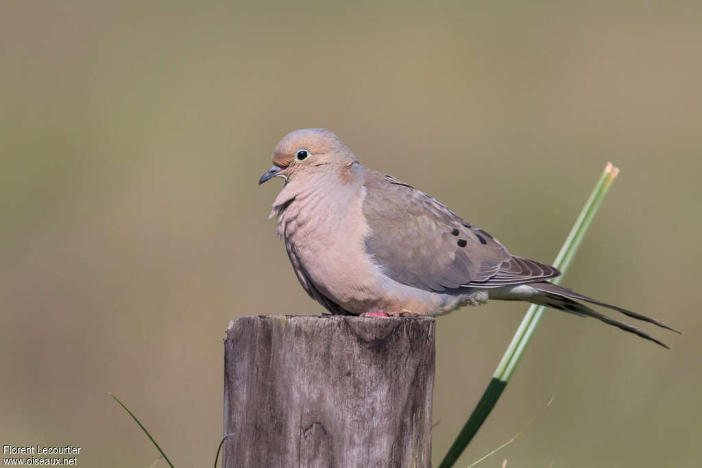 Mourning Doveadult, identification