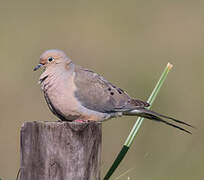 Mourning Dove