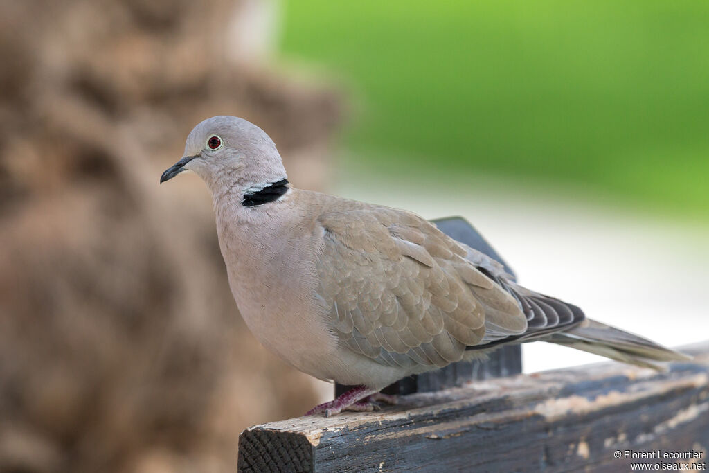 Eurasian Collared Dove