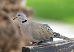 Eurasian Collared Dove