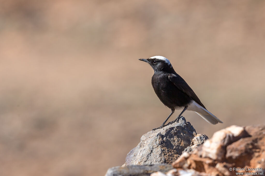 White-crowned Wheatearadult